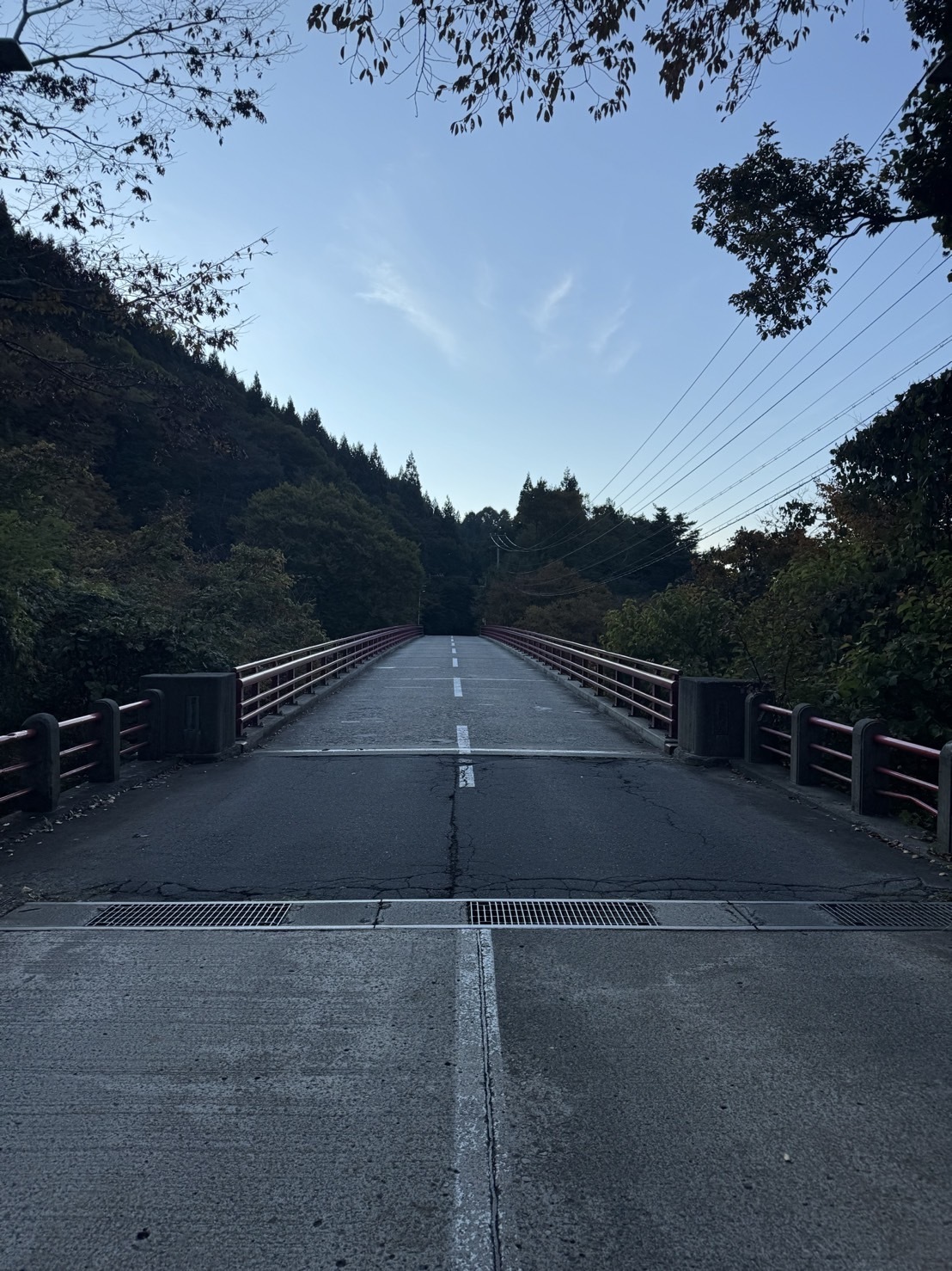 ～大樹のまったり一本道～