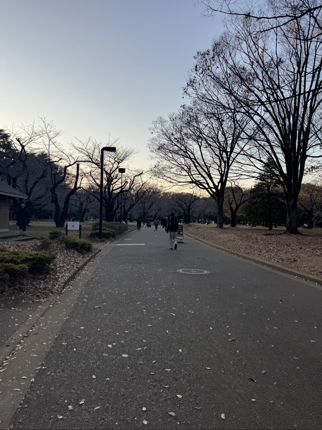 ～大樹のまったり一本道～