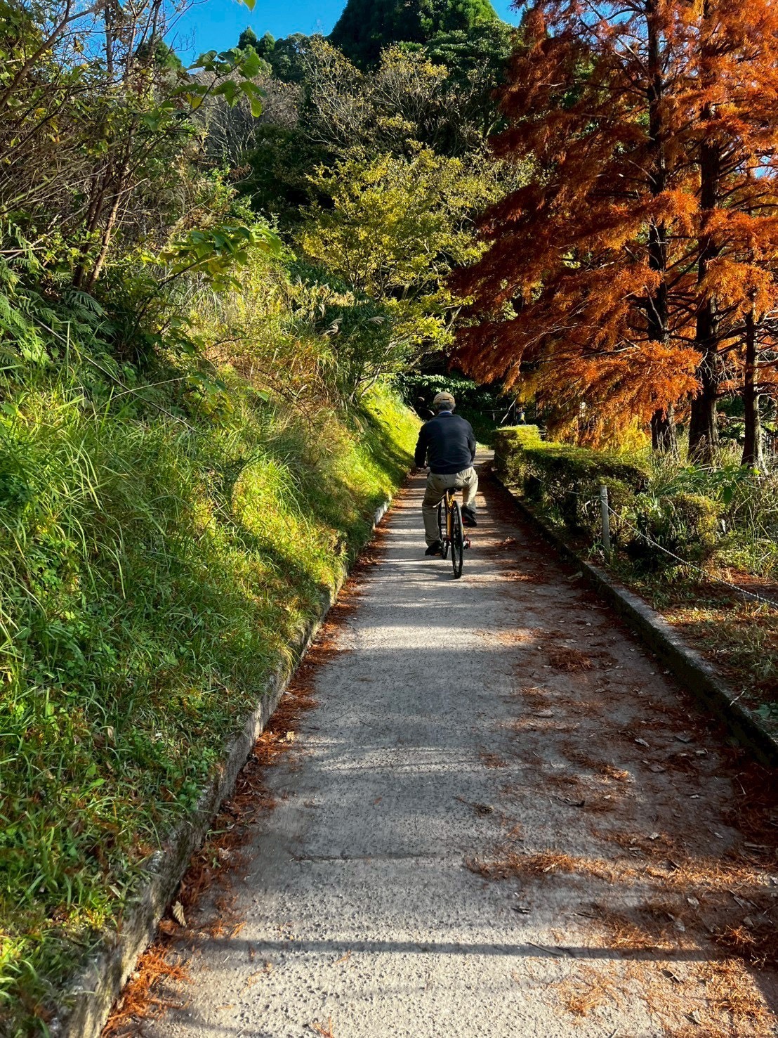 ～大樹のまったり一本道～