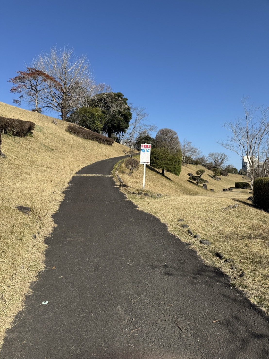 ～大樹のまったり一本道～