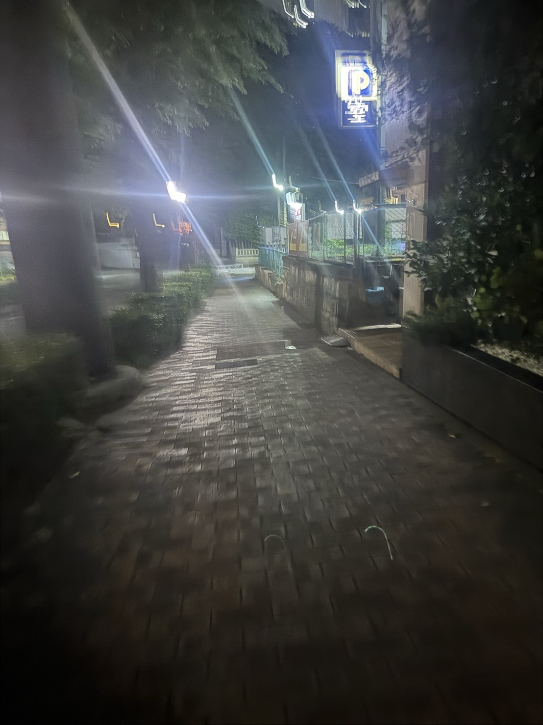～大樹のまったり一本道～