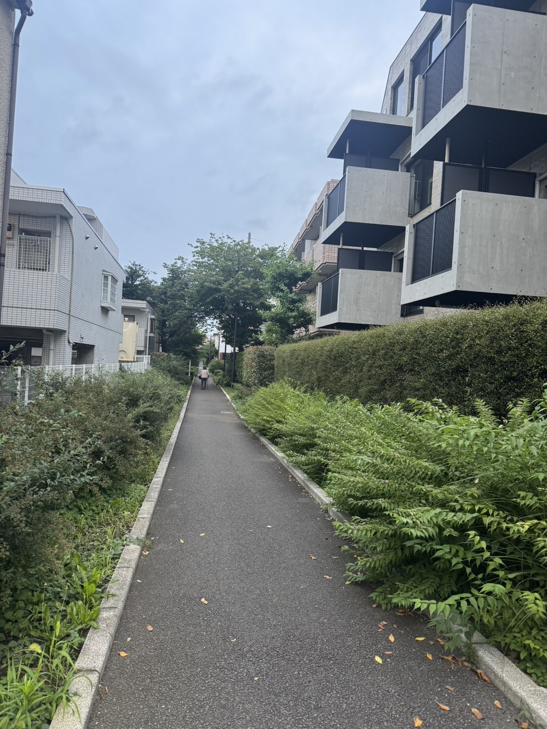 ～大樹のまったり一本道～